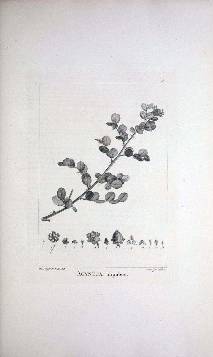 Description des plantes nouvelles et peu connues :.A Paris :De l'imprimerie de Crapelet,an 8, [i.e. 1799 or 1800]. | Botany "Pictorial works" | Vintage Print Reproduction 468157