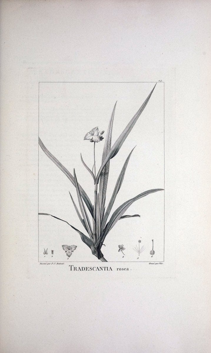 Description des plantes nouvelles et peu connues :.A Paris :De l'imprimerie de Crapelet,an 8, [i.e. 1799 or 1800]. | Botany "Pictorial works" | Vintage Print Reproduction 468158