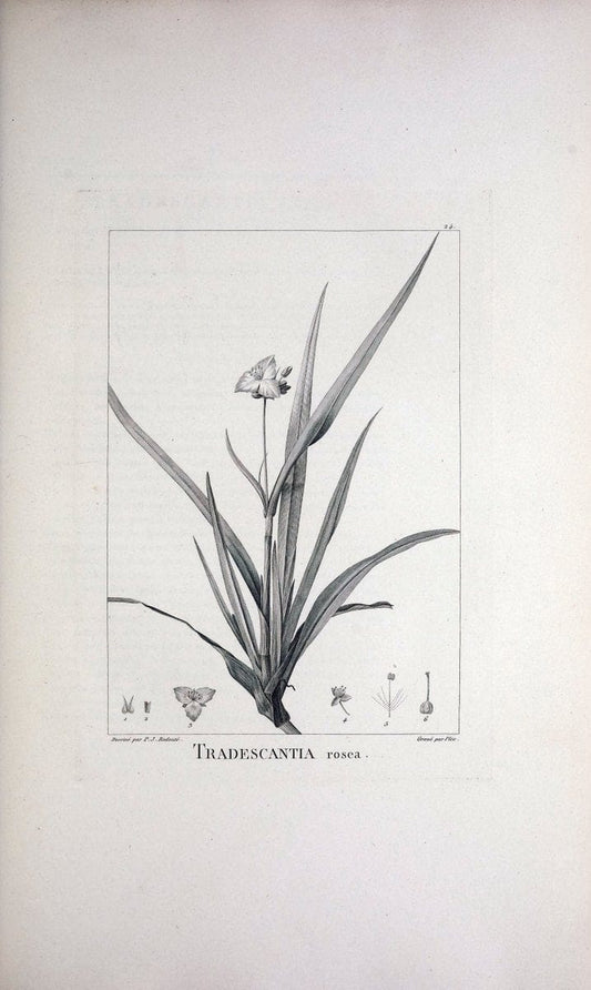 Description des plantes nouvelles et peu connues :.A Paris :De l'imprimerie de Crapelet,an 8, [i.e. 1799 or 1800]. | Botany "Pictorial works" | Vintage Print Reproduction 468158