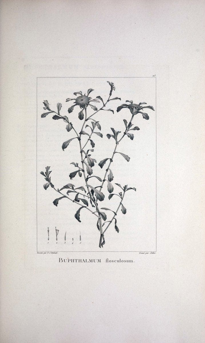 Description des plantes nouvelles et peu connues :.A Paris :De l'imprimerie de Crapelet,an 8, [i.e. 1799 or 1800]. | Botany "Pictorial works" | Vintage Print Reproduction 468159