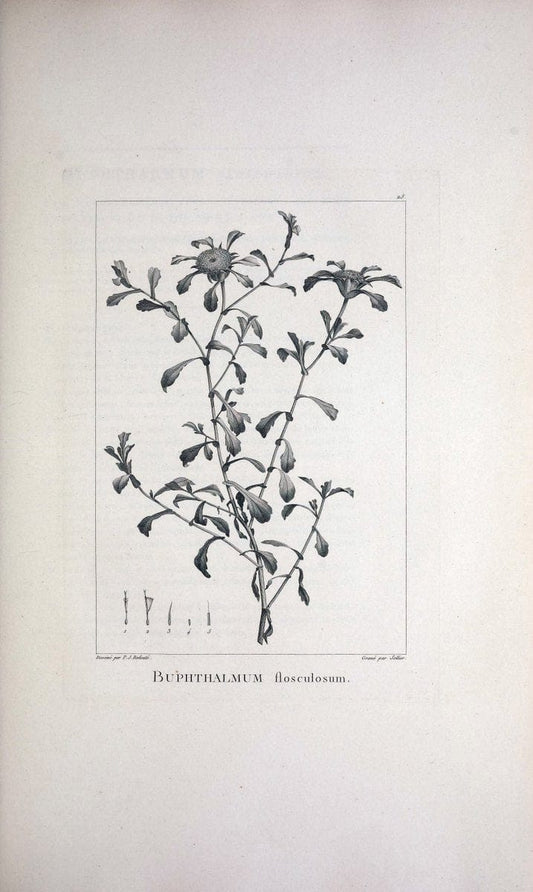 Description des plantes nouvelles et peu connues :.A Paris :De l'imprimerie de Crapelet,an 8, [i.e. 1799 or 1800]. | Botany "Pictorial works" | Vintage Print Reproduction 468159