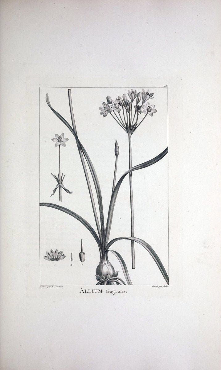 Description des plantes nouvelles et peu connues :.A Paris :De l'imprimerie de Crapelet,an 8, [i.e. 1799 or 1800]. | Botany "Pictorial works" | Vintage Print Reproduction 468160