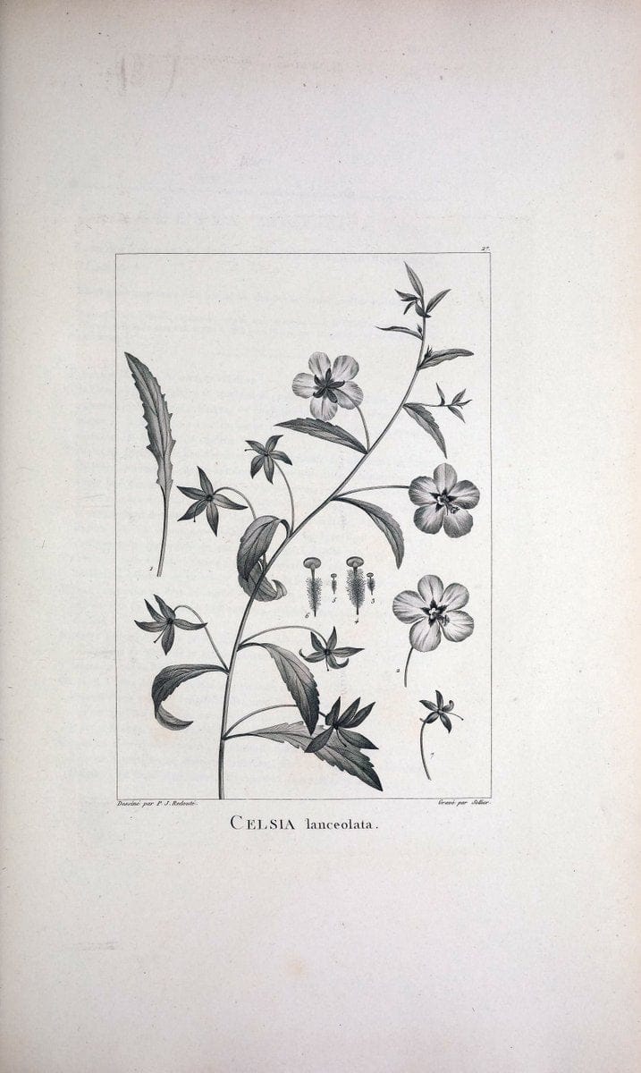 Description des plantes nouvelles et peu connues :.A Paris :De l'imprimerie de Crapelet,an 8, [i.e. 1799 or 1800]. | Botany "Pictorial works" | Vintage Print Reproduction 468161