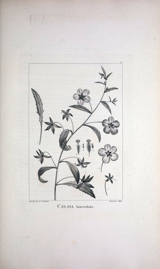 Description des plantes nouvelles et peu connues :.A Paris :De l'imprimerie de Crapelet,an 8, [i.e. 1799 or 1800]. | Botany "Pictorial works" | Vintage Print Reproduction 468161