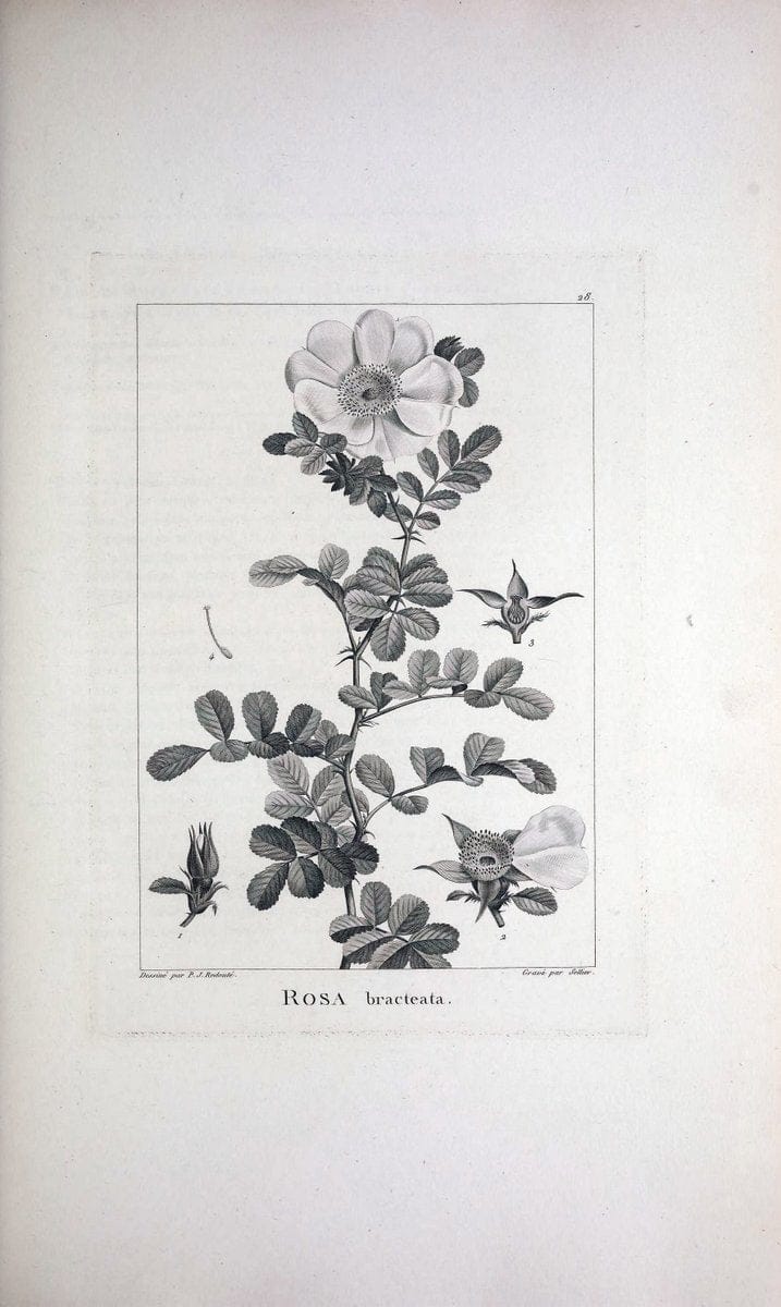 Description des plantes nouvelles et peu connues :.A Paris :De l'imprimerie de Crapelet,an 8, [i.e. 1799 or 1800]. | Botany "Pictorial works" | Vintage Print Reproduction 468162