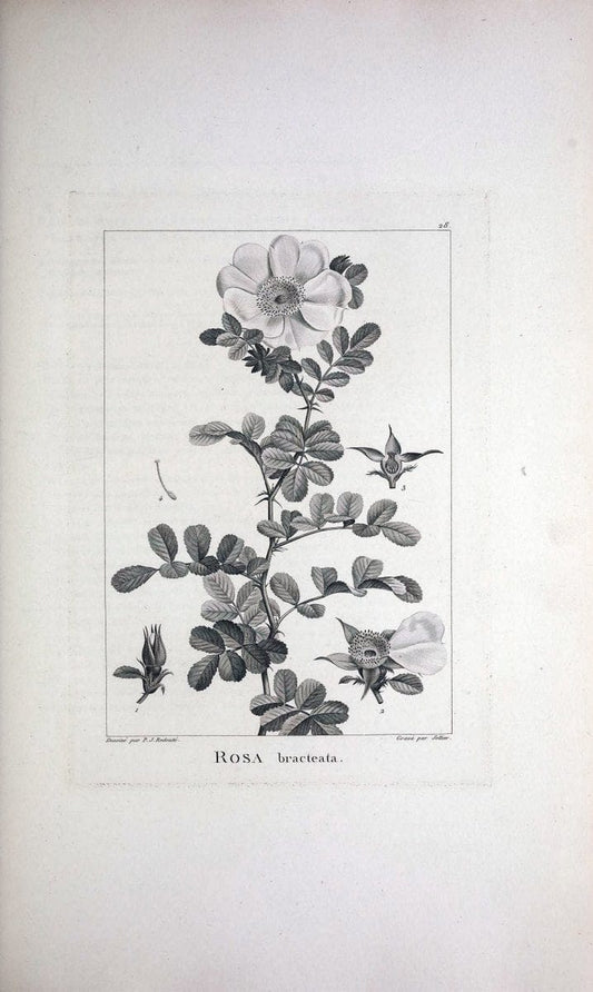 Description des plantes nouvelles et peu connues :.A Paris :De l'imprimerie de Crapelet,an 8, [i.e. 1799 or 1800]. | Botany "Pictorial works" | Vintage Print Reproduction 468162