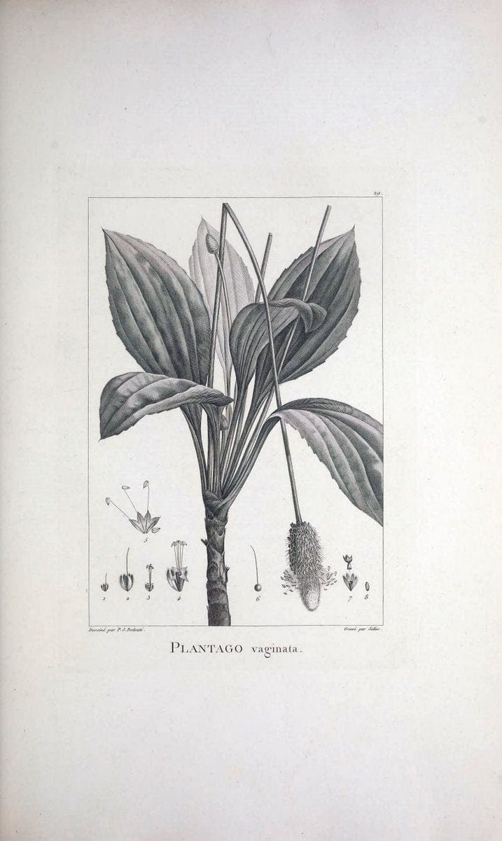 Description des plantes nouvelles et peu connues :.A Paris :De l'imprimerie de Crapelet,an 8, [i.e. 1799 or 1800]. | Botany "Pictorial works" | Vintage Print Reproduction 468163