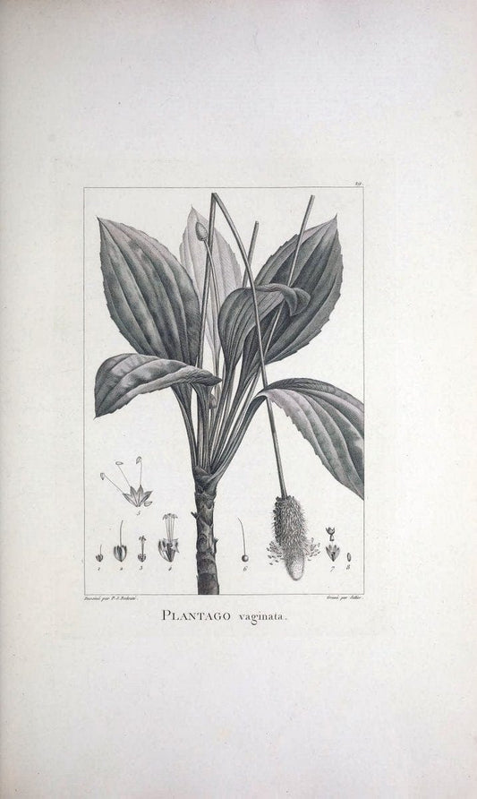 Description des plantes nouvelles et peu connues :.A Paris :De l'imprimerie de Crapelet,an 8, [i.e. 1799 or 1800]. | Botany "Pictorial works" | Vintage Print Reproduction 468163