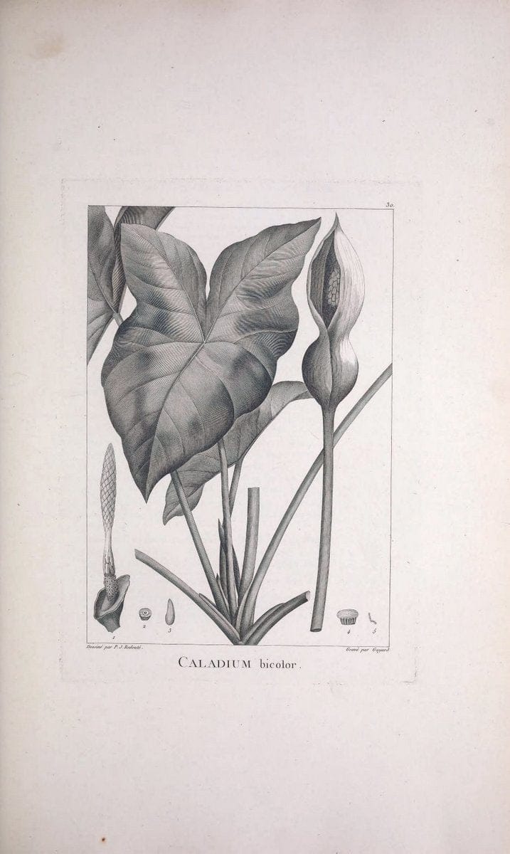 Description des plantes nouvelles et peu connues :.A Paris :De l'imprimerie de Crapelet,an 8, [i.e. 1799 or 1800]. | Botany "Pictorial works" | Vintage Print Reproduction 468164