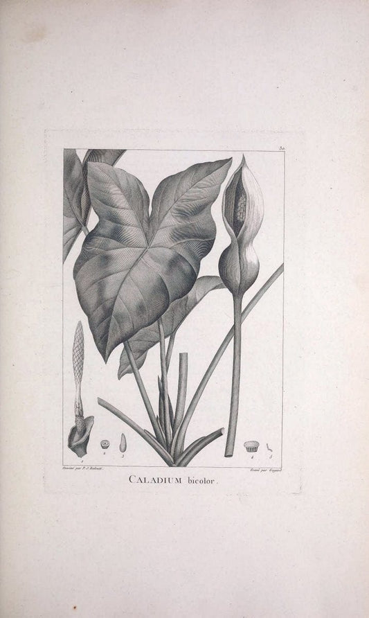 Description des plantes nouvelles et peu connues :.A Paris :De l'imprimerie de Crapelet,an 8, [i.e. 1799 or 1800]. | Botany "Pictorial works" | Vintage Print Reproduction 468164