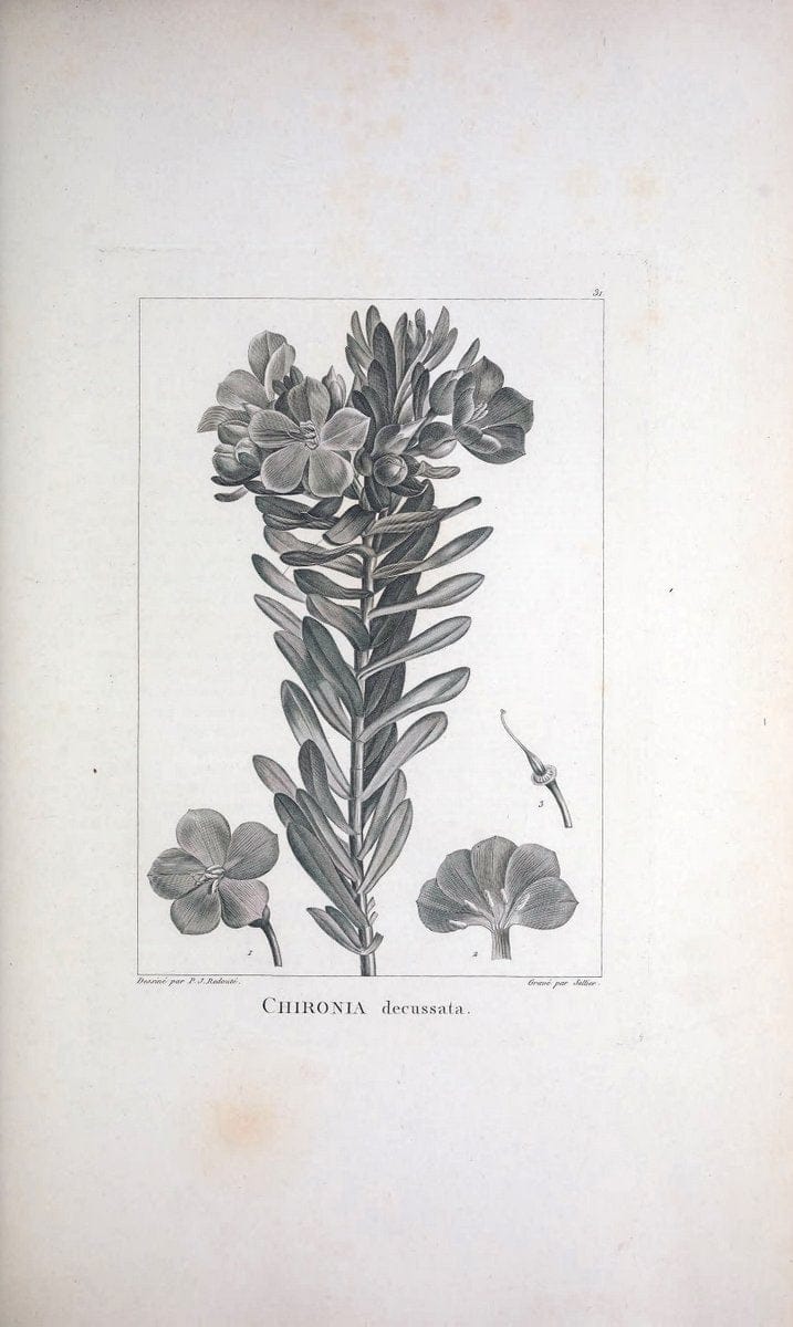 Description des plantes nouvelles et peu connues :.A Paris :De l'imprimerie de Crapelet,an 8, [i.e. 1799 or 1800]. | Botany "Pictorial works" | Vintage Print Reproduction 468165