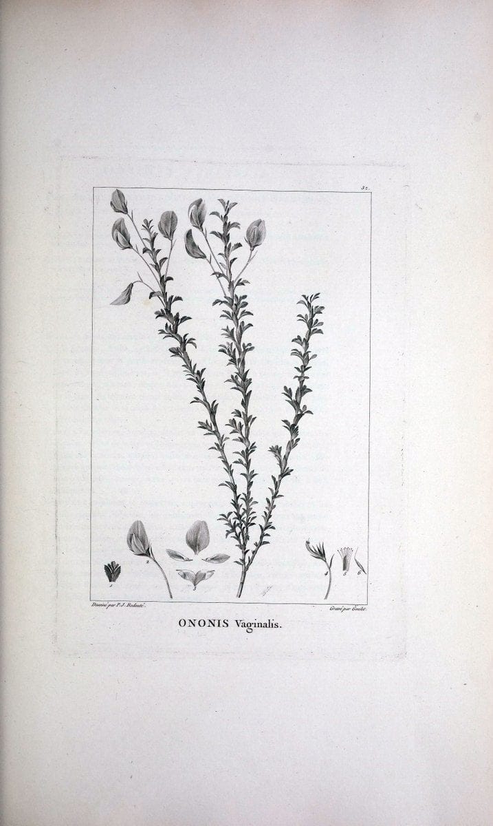 Description des plantes nouvelles et peu connues :.A Paris :De l'imprimerie de Crapelet,an 8, [i.e. 1799 or 1800]. | Botany "Pictorial works" | Vintage Print Reproduction 468166
