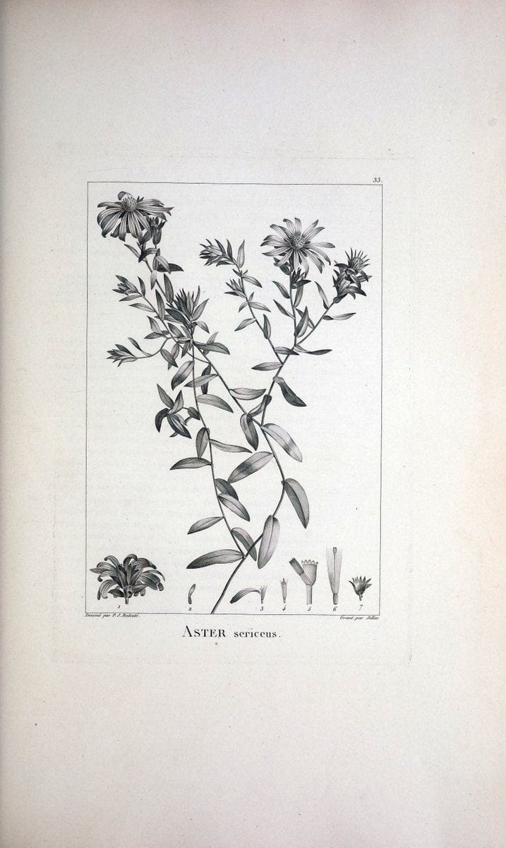 Description des plantes nouvelles et peu connues :.A Paris :De l'imprimerie de Crapelet,an 8, [i.e. 1799 or 1800]. | Botany "Pictorial works" | Vintage Print Reproduction 468167