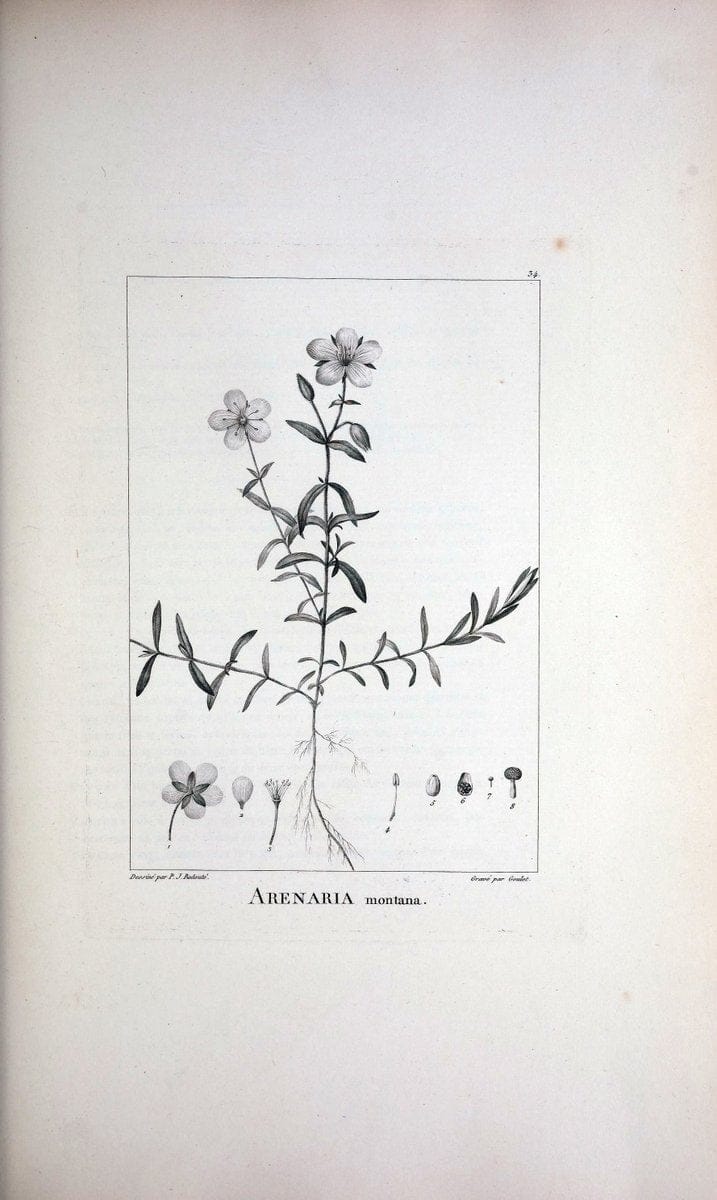 Description des plantes nouvelles et peu connues :.A Paris :De l'imprimerie de Crapelet,an 8, [i.e. 1799 or 1800]. | Botany "Pictorial works" | Vintage Print Reproduction 468168