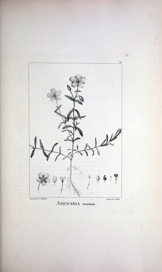 Description des plantes nouvelles et peu connues :.A Paris :De l'imprimerie de Crapelet,an 8, [i.e. 1799 or 1800]. | Botany "Pictorial works" | Vintage Print Reproduction 468168