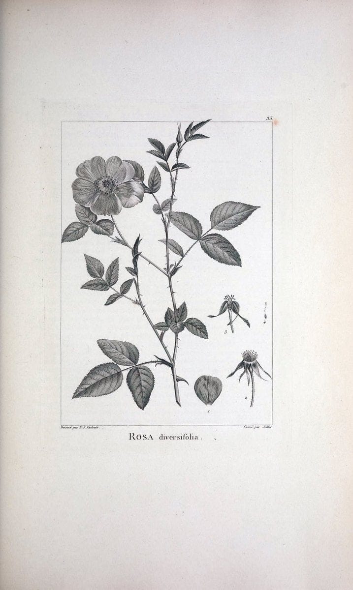 Description des plantes nouvelles et peu connues :.A Paris :De l'imprimerie de Crapelet,an 8, [i.e. 1799 or 1800]. | Botany "Pictorial works" | Vintage Print Reproduction 468169