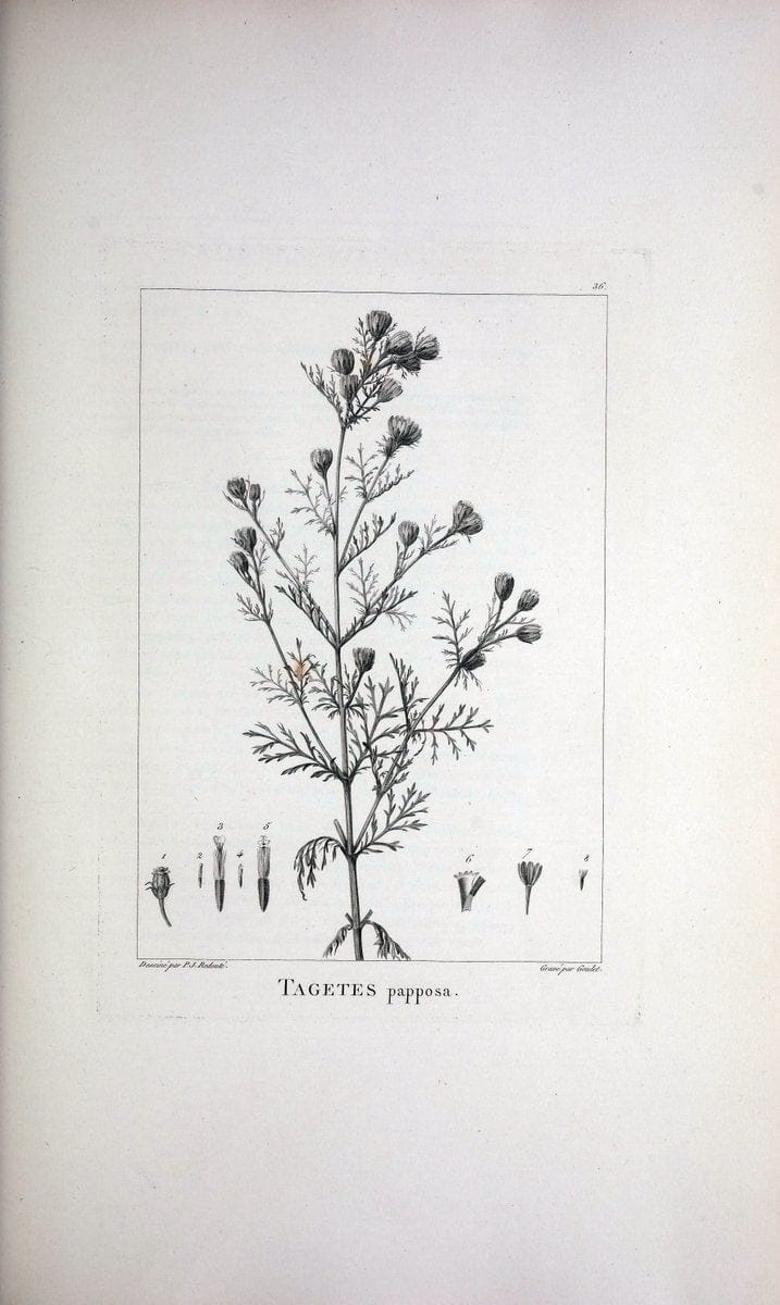 Description des plantes nouvelles et peu connues :.A Paris :De l'imprimerie de Crapelet,an 8, [i.e. 1799 or 1800]. | Botany "Pictorial works" | Vintage Print Reproduction 468170