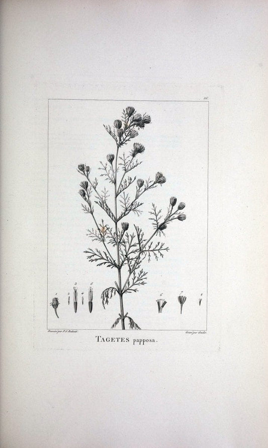 Description des plantes nouvelles et peu connues :.A Paris :De l'imprimerie de Crapelet,an 8, [i.e. 1799 or 1800]. | Botany "Pictorial works" | Vintage Print Reproduction 468170