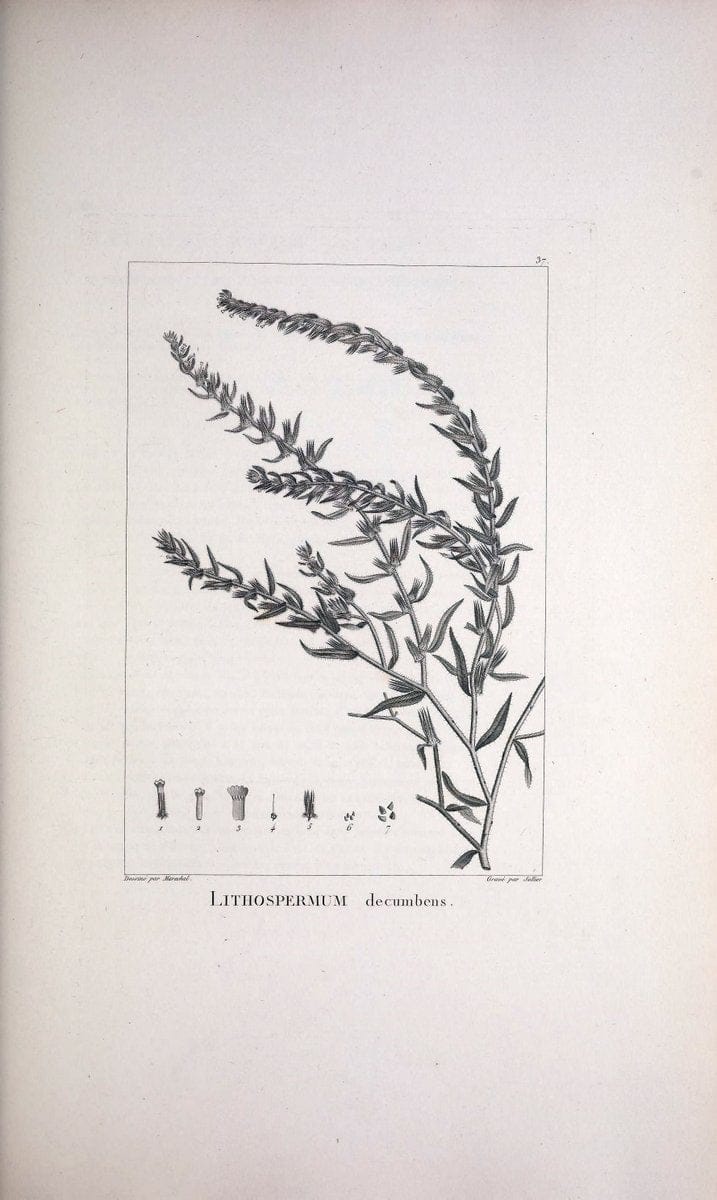 Description des plantes nouvelles et peu connues :.A Paris :De l'imprimerie de Crapelet,an 8, [i.e. 1799 or 1800]. | Botany "Pictorial works" | Vintage Print Reproduction 468171