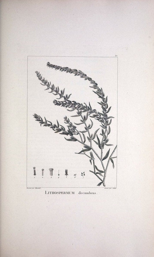 Description des plantes nouvelles et peu connues :.A Paris :De l'imprimerie de Crapelet,an 8, [i.e. 1799 or 1800]. | Botany "Pictorial works" | Vintage Print Reproduction 468171