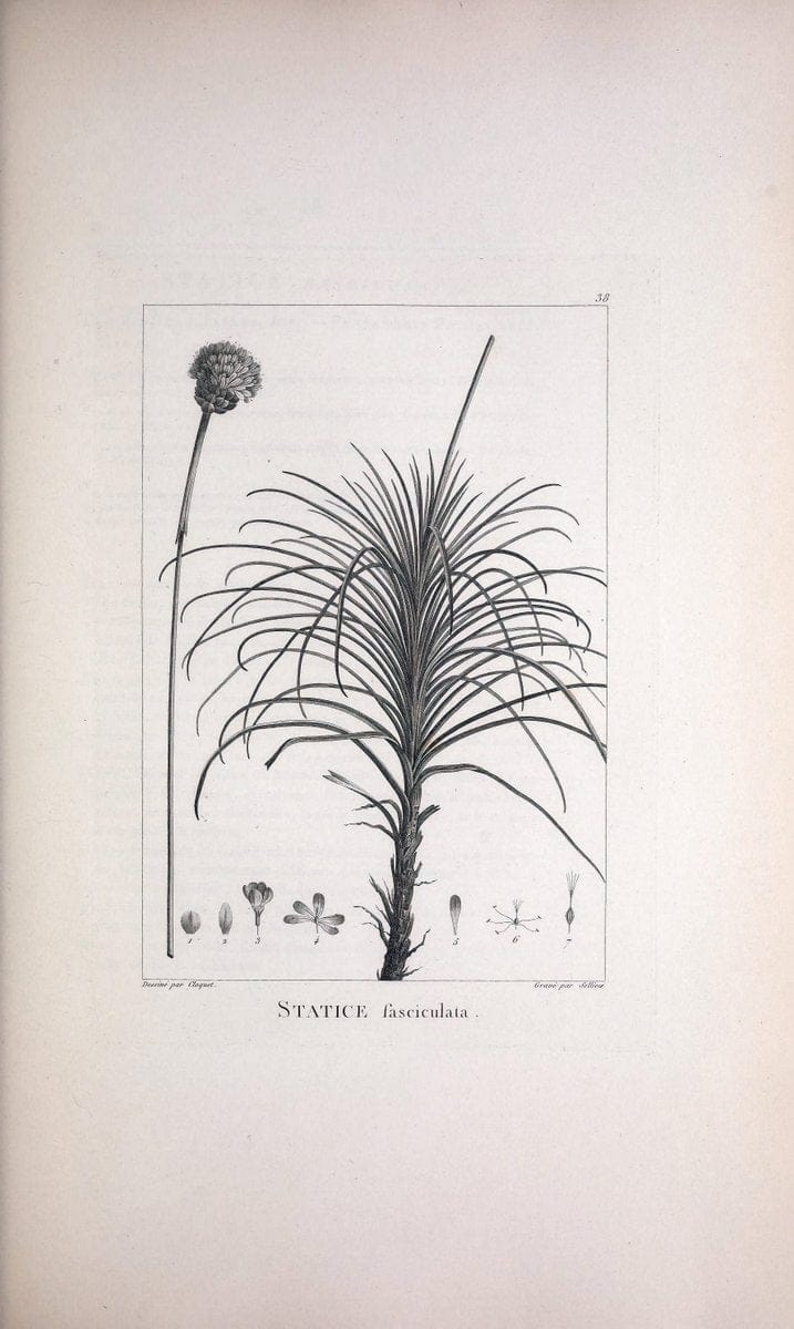 Description des plantes nouvelles et peu connues :.A Paris :De l'imprimerie de Crapelet,an 8, [i.e. 1799 or 1800]. | Botany "Pictorial works" | Vintage Print Reproduction 468172