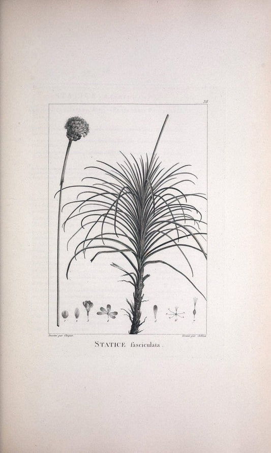 Description des plantes nouvelles et peu connues :.A Paris :De l'imprimerie de Crapelet,an 8, [i.e. 1799 or 1800]. | Botany "Pictorial works" | Vintage Print Reproduction 468172