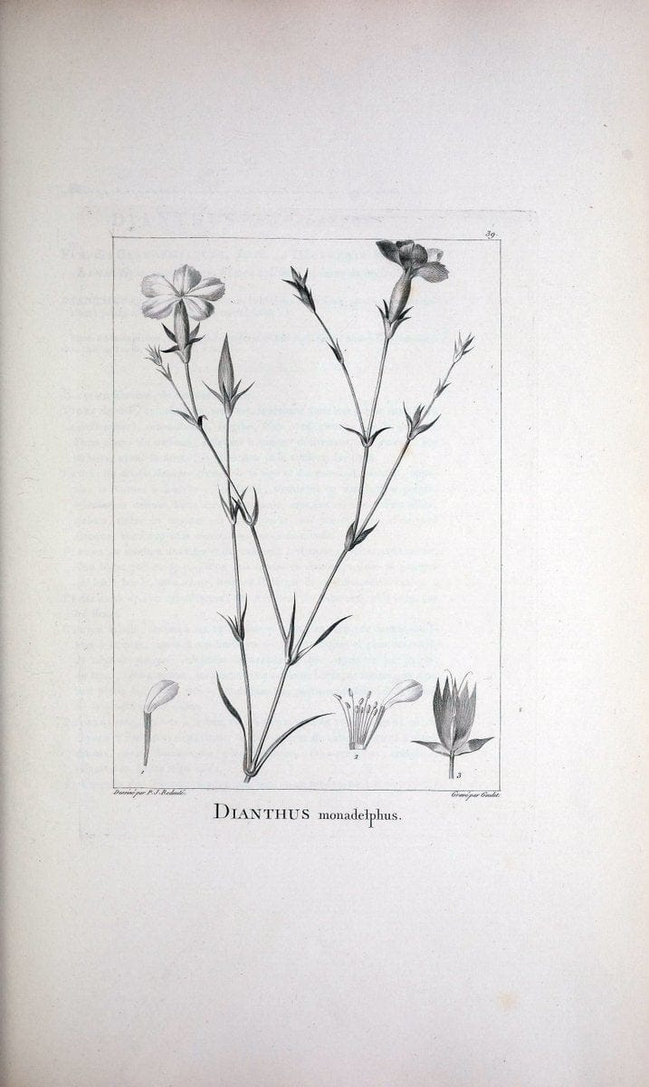 Description des plantes nouvelles et peu connues :.A Paris :De l'imprimerie de Crapelet,an 8, [i.e. 1799 or 1800]. | Botany "Pictorial works" | Vintage Print Reproduction 468173