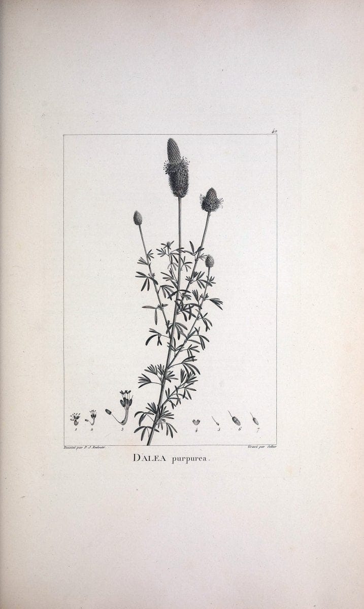 Description des plantes nouvelles et peu connues :.A Paris :De l'imprimerie de Crapelet,an 8, [i.e. 1799 or 1800]. | Botany "Pictorial works" | Vintage Print Reproduction 468174