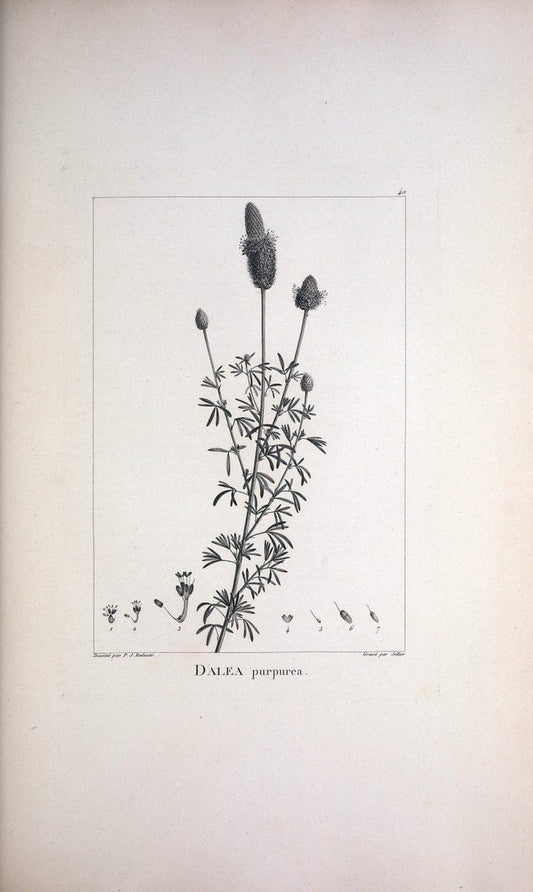 Description des plantes nouvelles et peu connues :.A Paris :De l'imprimerie de Crapelet,an 8, [i.e. 1799 or 1800]. | Botany "Pictorial works" | Vintage Print Reproduction 468174