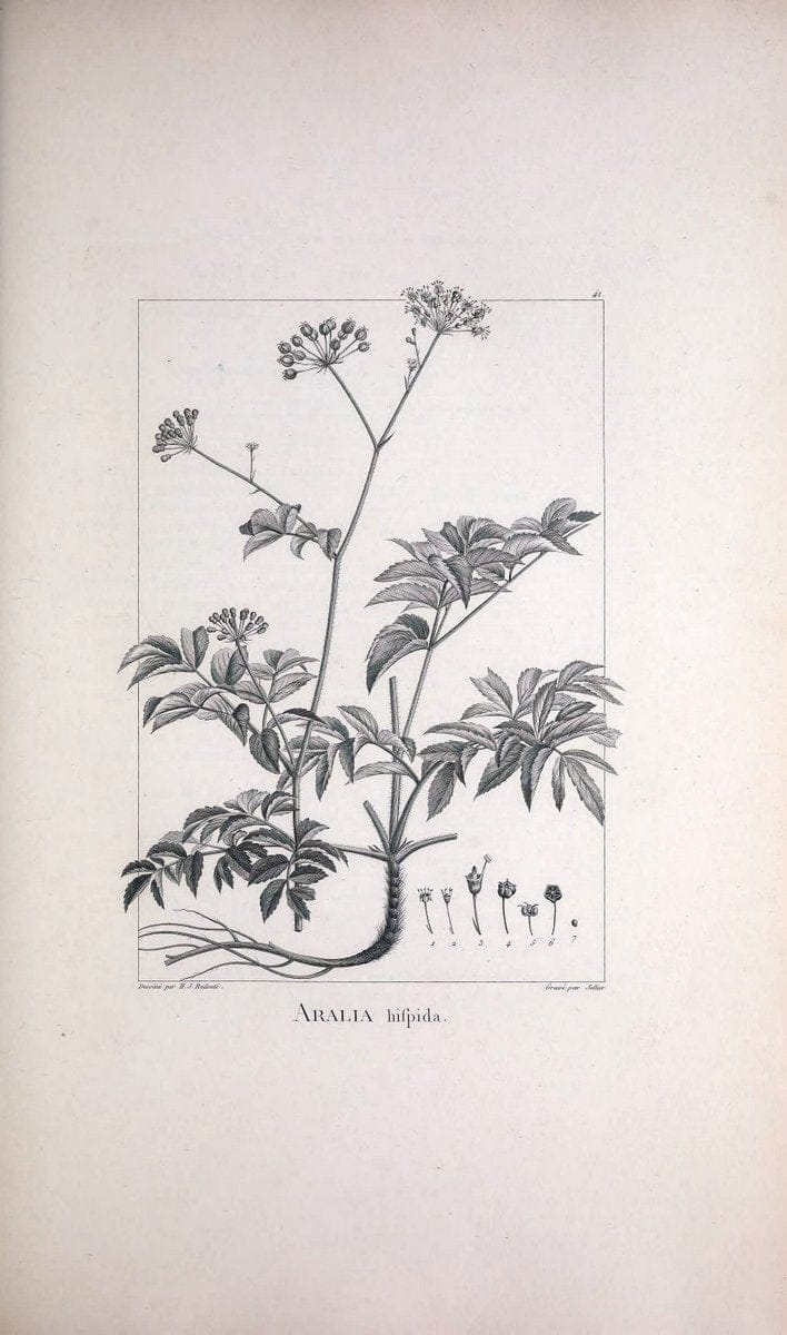 Description des plantes nouvelles et peu connues :.A Paris :De l'imprimerie de Crapelet,an 8, [i.e. 1799 or 1800]. | Botany "Pictorial works" | Vintage Print Reproduction 468175