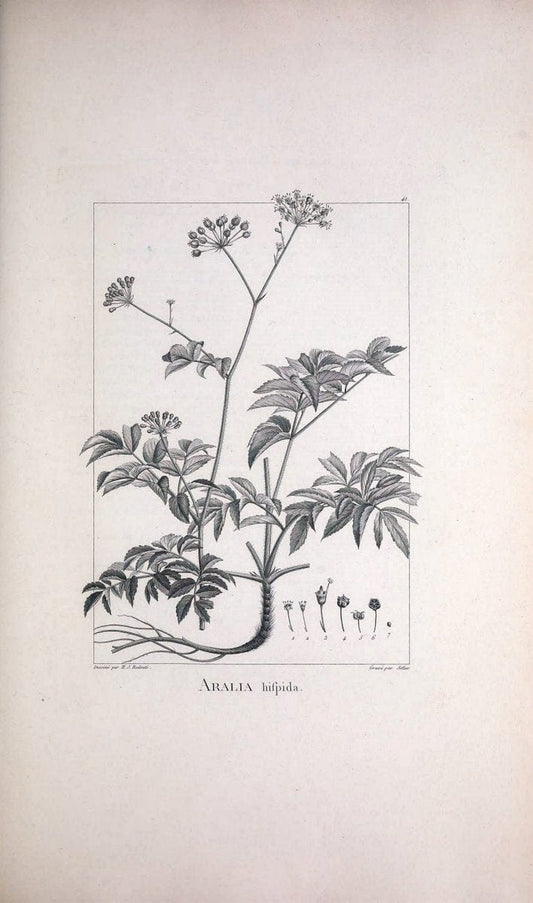 Description des plantes nouvelles et peu connues :.A Paris :De l'imprimerie de Crapelet,an 8, [i.e. 1799 or 1800]. | Botany "Pictorial works" | Vintage Print Reproduction 468175