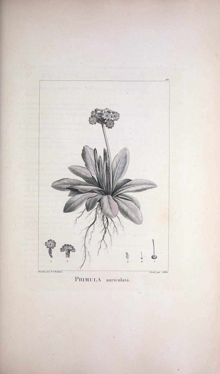 Description des plantes nouvelles et peu connues :.A Paris :De l'imprimerie de Crapelet,an 8, [i.e. 1799 or 1800]. | Botany "Pictorial works" | Vintage Print Reproduction 468176