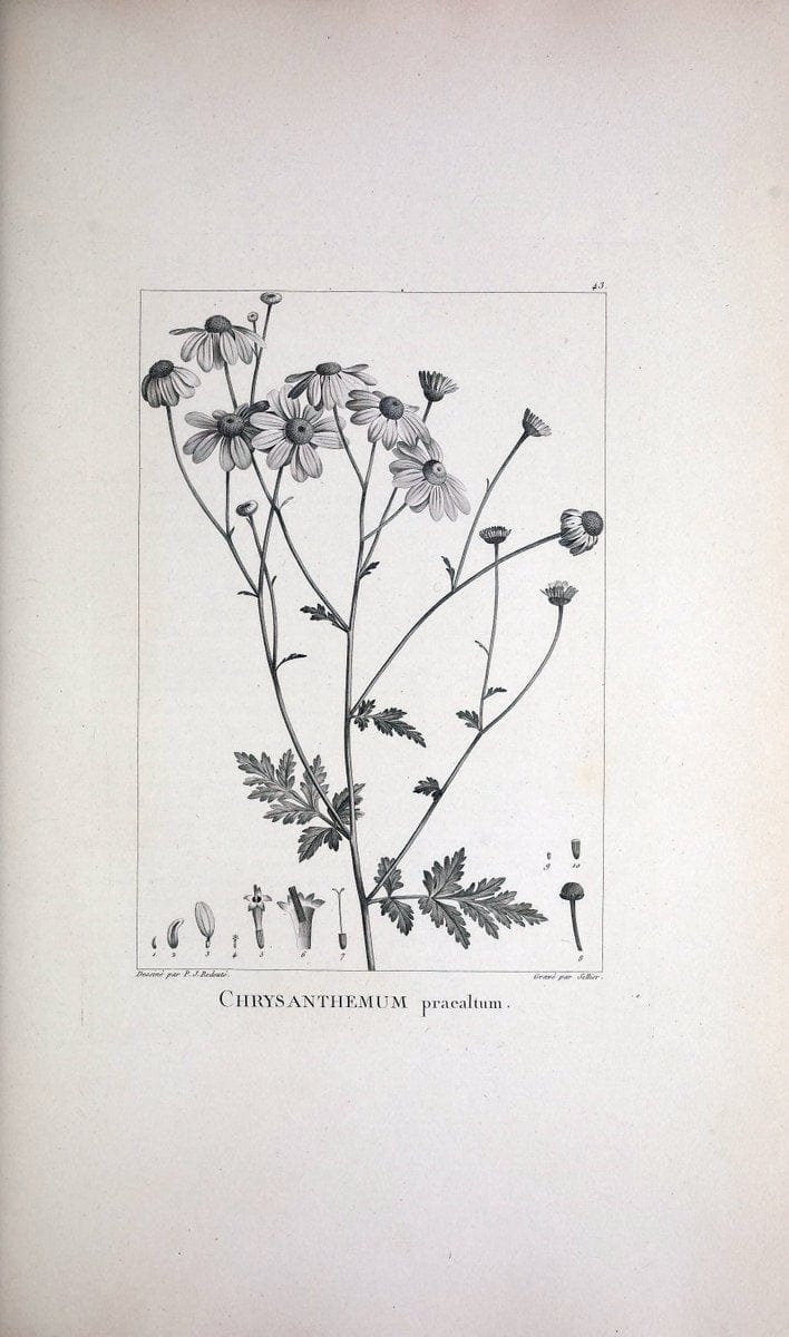 Description des plantes nouvelles et peu connues :.A Paris :De l'imprimerie de Crapelet,an 8, [i.e. 1799 or 1800]. | Botany "Pictorial works" | Vintage Print Reproduction 468177