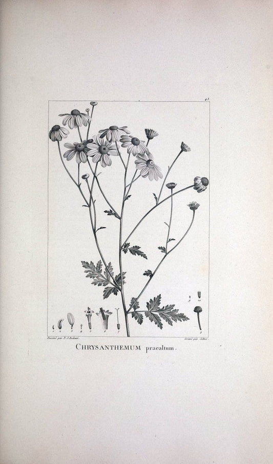 Description des plantes nouvelles et peu connues :.A Paris :De l'imprimerie de Crapelet,an 8, [i.e. 1799 or 1800]. | Botany "Pictorial works" | Vintage Print Reproduction 468177