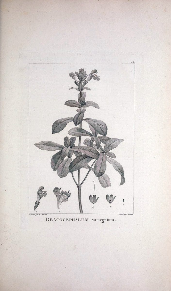 Description des plantes nouvelles et peu connues :.A Paris :De l'imprimerie de Crapelet,an 8, [i.e. 1799 or 1800]. | Botany "Pictorial works" | Vintage Print Reproduction 468178
