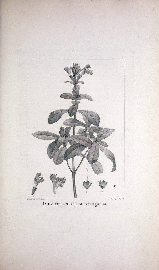 Description des plantes nouvelles et peu connues :.A Paris :De l'imprimerie de Crapelet,an 8, [i.e. 1799 or 1800]. | Botany "Pictorial works" | Vintage Print Reproduction 468178