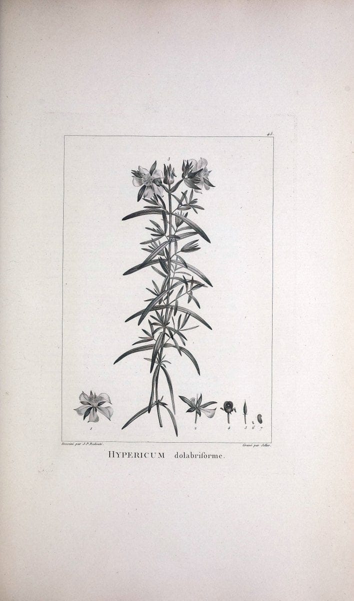 Description des plantes nouvelles et peu connues :.A Paris :De l'imprimerie de Crapelet,an 8, [i.e. 1799 or 1800]. | Botany "Pictorial works" | Vintage Print Reproduction 468179