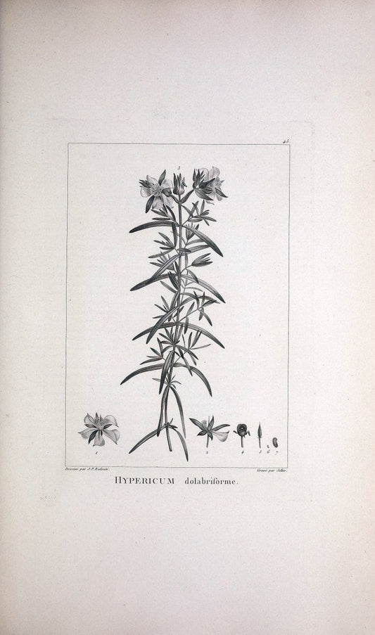 Description des plantes nouvelles et peu connues :.A Paris :De l'imprimerie de Crapelet,an 8, [i.e. 1799 or 1800]. | Botany "Pictorial works" | Vintage Print Reproduction 468179