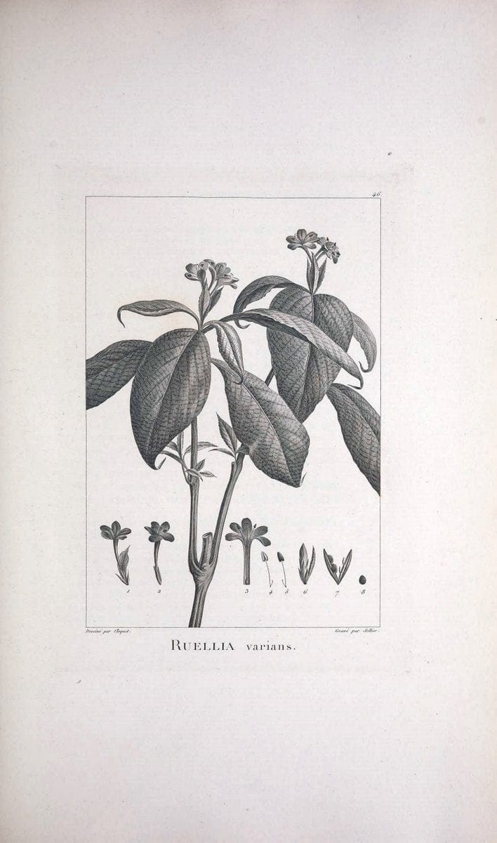 Description des plantes nouvelles et peu connues :.A Paris :De l'imprimerie de Crapelet,an 8, [i.e. 1799 or 1800]. | Botany "Pictorial works" | Vintage Print Reproduction 468180