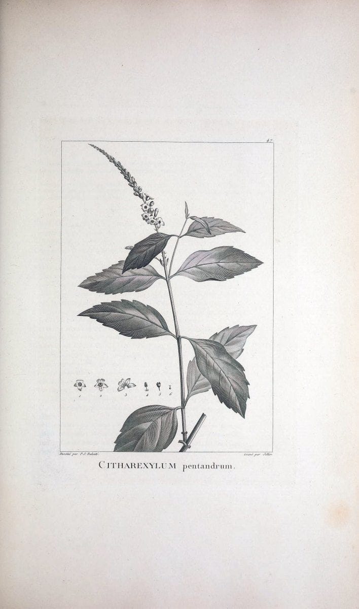 Description des plantes nouvelles et peu connues :.A Paris :De l'imprimerie de Crapelet,an 8, [i.e. 1799 or 1800]. | Botany "Pictorial works" | Vintage Print Reproduction 468181