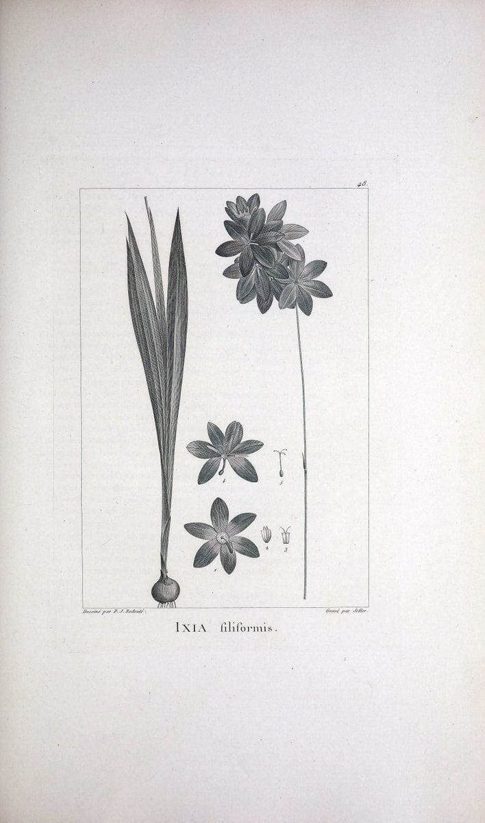 Description des plantes nouvelles et peu connues :.A Paris :De l'imprimerie de Crapelet,an 8, [i.e. 1799 or 1800]. | Botany "Pictorial works" | Vintage Print Reproduction 468182
