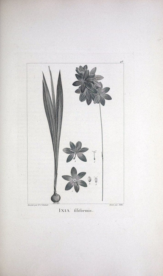 Description des plantes nouvelles et peu connues :.A Paris :De l'imprimerie de Crapelet,an 8, [i.e. 1799 or 1800]. | Botany "Pictorial works" | Vintage Print Reproduction 468182