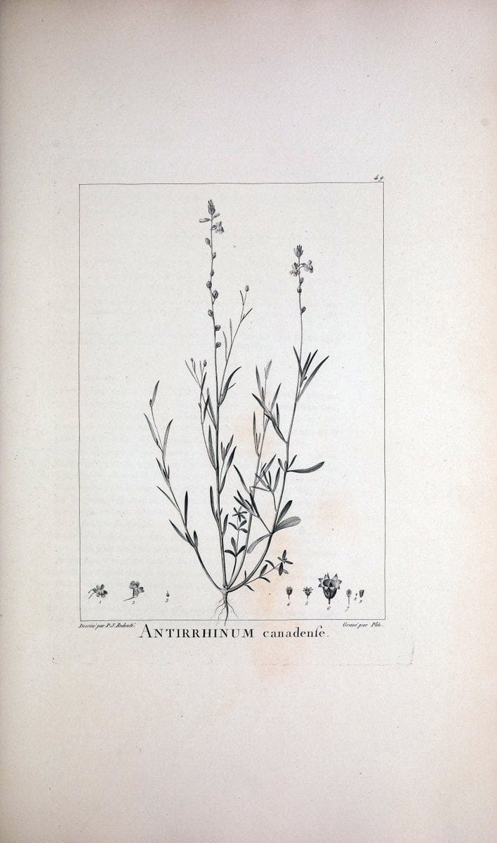 Description des plantes nouvelles et peu connues :.A Paris :De l'imprimerie de Crapelet,an 8, [i.e. 1799 or 1800]. | Botany "Pictorial works" | Vintage Print Reproduction 468183