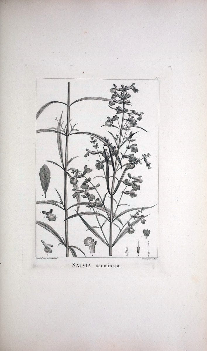 Description des plantes nouvelles et peu connues :.A Paris :De l'imprimerie de Crapelet,an 8, [i.e. 1799 or 1800]. | Botany "Pictorial works" | Vintage Print Reproduction 468184