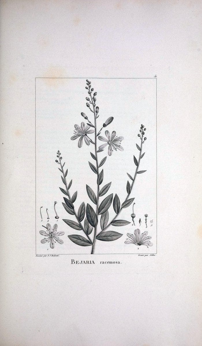 Description des plantes nouvelles et peu connues :.A Paris :De l'imprimerie de Crapelet,an 8, [i.e. 1799 or 1800]. | Botany "Pictorial works" | Vintage Print Reproduction 468185