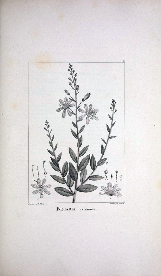 Description des plantes nouvelles et peu connues :.A Paris :De l'imprimerie de Crapelet,an 8, [i.e. 1799 or 1800]. | Botany "Pictorial works" | Vintage Print Reproduction 468185