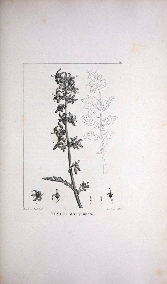 Description des plantes nouvelles et peu connues :.A Paris :De l'imprimerie de Crapelet,an 8, [i.e. 1799 or 1800]. | Botany "Pictorial works" | Vintage Print Reproduction 468186