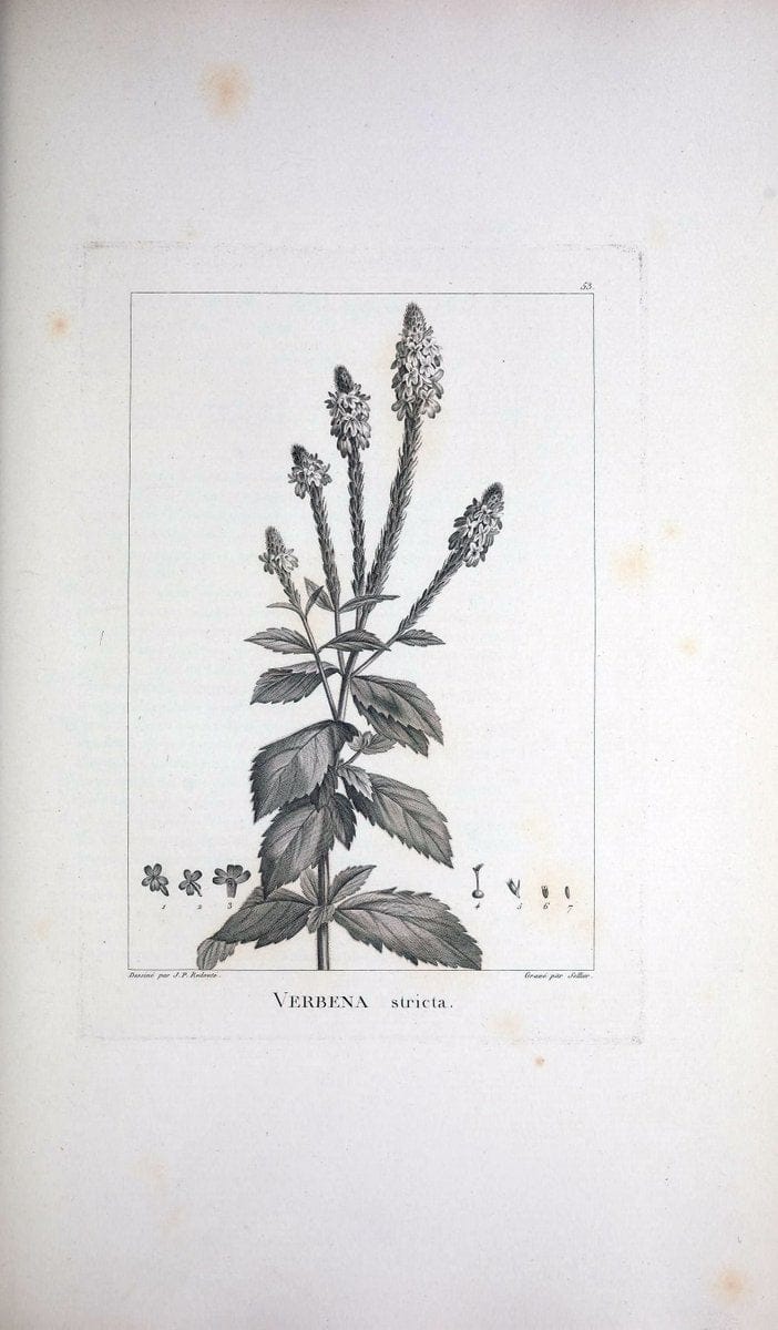 Description des plantes nouvelles et peu connues :.A Paris :De l'imprimerie de Crapelet,an 8, [i.e. 1799 or 1800]. | Botany "Pictorial works" | Vintage Print Reproduction 468187