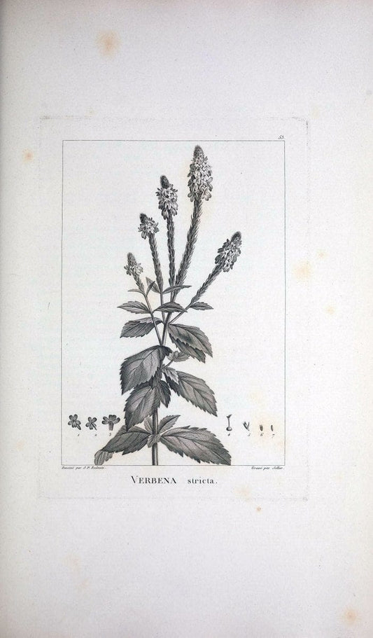 Description des plantes nouvelles et peu connues :.A Paris :De l'imprimerie de Crapelet,an 8, [i.e. 1799 or 1800]. | Botany "Pictorial works" | Vintage Print Reproduction 468187