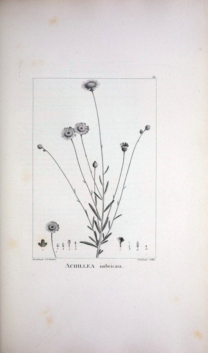 Description des plantes nouvelles et peu connues :.A Paris :De l'imprimerie de Crapelet,an 8, [i.e. 1799 or 1800]. | Botany "Pictorial works" | Vintage Print Reproduction 468188